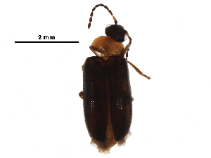  ( - BIOUG20991-B10)  @14 [ ] CreativeCommons - Attribution (2016) CBG Photography Group Centre for Biodiversity Genomics