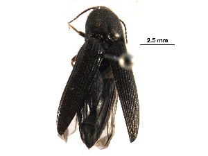  ( - BIOUG21135-E03)  @14 [ ] CreativeCommons - Attribution (2016) CBG Photography Group Centre for Biodiversity Genomics