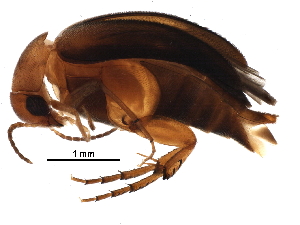  (Mordellistena errans - BIOUG21236-E05)  @14 [ ] CreativeCommons - Attribution (2016) CBG Photography Group Centre for Biodiversity Genomics