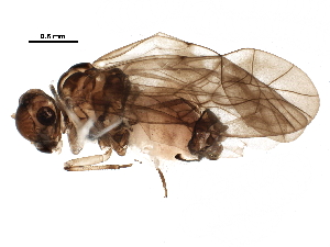  ( - BIOUG21415-C11)  @13 [ ] CreativeCommons - Attribution (2016) CBG Photography Group Centre for Biodiversity Genomics