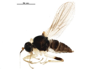  (Elaphropeza furcata - BIOUG36153-E11)  @11 [ ] CreativeCommons - Attribution (2018) CBG Photography Group Centre for Biodiversity Genomics