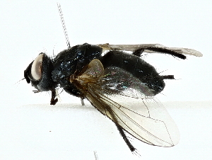  ( - BIOUG62308-H05)  @11 [ ] CreativeCommons - Attribution (2022) CBG Photography Group Centre for Biodiversity Genomics
