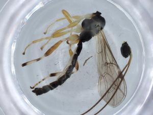  (Iania - BIOUG63502-A06)  @11 [ ] CreativeCommons - Attribution (2021) Centre for Biodiversity Genomics Centre for Biodiversity Genomics