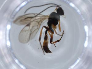  ( - BIOUG64985-G06)  @11 [ ] CreativeCommons - Attribution (2021) Centre for Biodiversity Genomics Centre for Biodiversity Genomics