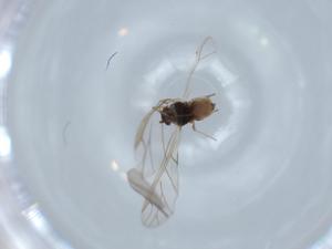  ( - BIOUG64995-D10)  @11 [ ] CreativeCommons - Attribution (2021) Centre for Biodiversity Genomics Centre for Biodiversity Genomics