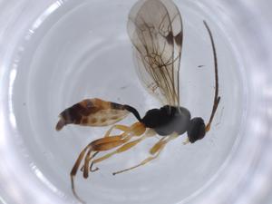  ( - BIOUG66305-A03)  @11 [ ] CreativeCommons - Attribution (2021) Centre for Biodiversity Genomics Centre for Biodiversity Genomics