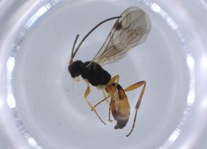  ( - BIOUG66305-G07)  @11 [ ] CreativeCommons - Attribution (2021) Centre for Biodiversity Genomics Centre for Biodiversity Genomics