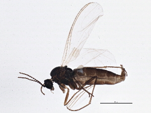  ( - BIOUG07711-C03)  @12 [ ] CreativeCommons - Attribution (2013) CBG Photography Group Centre for Biodiversity Genomics