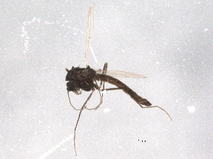  ( - BIOUG07765-G10)  @12 [ ] CreativeCommons - Attribution (2013) CBG Photography Group Centre for Biodiversity Genomics