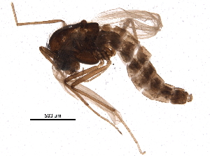  ( - BIOUG07833-C02)  @12 [ ] CreativeCommons - Attribution (2015) CBG Photography Group Centre for Biodiversity Genomics