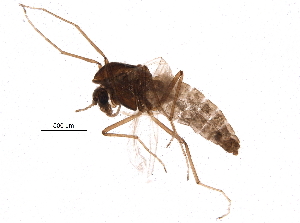  ( - BIOUG07833-F02)  @12 [ ] CreativeCommons - Attribution (2015) CBG Photography Group Centre for Biodiversity Genomics