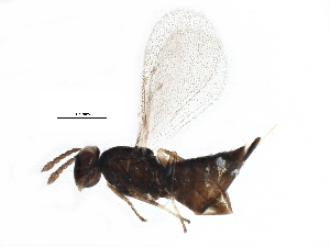  ( - BIOUG07768-B03)  @13 [ ] CreativeCommons - Attribution (2015) CBG Photography Group Centre for Biodiversity Genomics