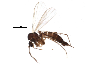  (Phronia egregia - BIOUG07879-D02)  @14 [ ] CreativeCommons - Attribution (2015) CBG Photography Group Centre for Biodiversity Genomics