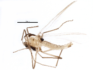  (Tanytarsus heliomesonyctios - BIOUG09015-C08)  @14 [ ] CreativeCommons - Attribution (2015) CBG Photography Group Centre for Biodiversity Genomics