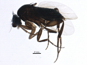  ( - BIOUG15411-A06)  @13 [ ] CreativeCommons - Attribution (2015) CBG Photography Group Centre for Biodiversity Genomics