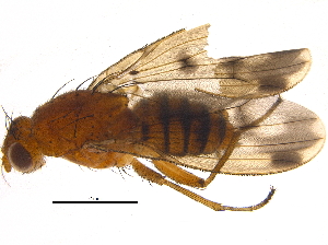  ( - BIOUG16275-A02)  @13 [ ] CreativeCommons - Attribution (2015) CBG Photography Group Centre for Biodiversity Genomics
