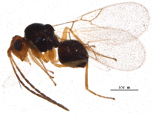  ( - BIOUG16276-G11)  @13 [ ] CreativeCommons - Attribution (2015) CBG Photography Group Centre for Biodiversity Genomics