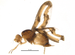  ( - BIOUG16351-D06)  @13 [ ] CreativeCommons - Attribution (2015) CBG Photography Group Centre for Biodiversity Genomics