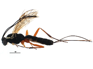  (Lissonota frontalis - BIOUG16608-C02)  @14 [ ] CreativeCommons - Attribution (2015) CBG Photography Group Centre for Biodiversity Genomics