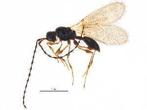  (Trichopria tritoma - BIOUG16650-E07)  @14 [ ] CreativeCommons - Attribution (2015) CBG Photography Group Centre for Biodiversity Genomics