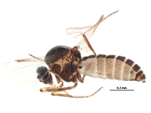  (Dasyhelea flavifrons - BIOUG16709-G03)  @13 [ ] CreativeCommons - Attribution (2015) CBG Photography Group Centre for Biodiversity Genomics