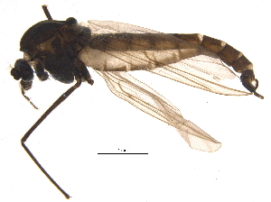  ( - BIOUG16782-A01)  @13 [ ] CreativeCommons - Attribution (2015) CBG Photography Group Centre for Biodiversity Genomics