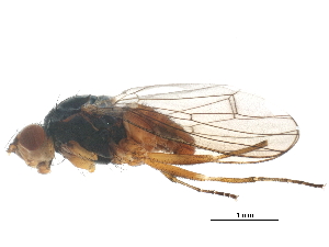  ( - BIOUG16849-B12)  @13 [ ] CreativeCommons - Attribution (2015) CBG Photography Group Centre for Biodiversity Genomics