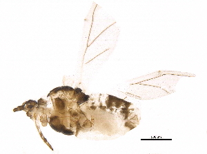  ( - BIOUG16999-B12)  @12 [ ] CreativeCommons - Attribution (2015) CBG Photography Group Centre for Biodiversity Genomics