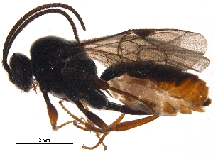  ( - BIOUG17135-F06)  @13 [ ] CreativeCommons - Attribution (2015) CBG Photography Group Centre for Biodiversity Genomics