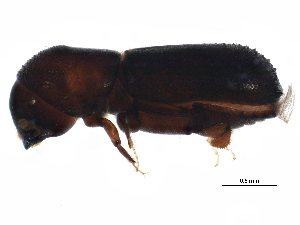  ( - BIOUG17099-F08)  @12 [ ] CreativeCommons - Attribution (2015) CBG Photography Group Centre for Biodiversity Genomics