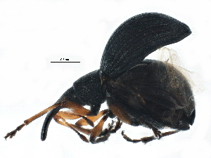  ( - BIOUG17182-D10)  @13 [ ] CreativeCommons - Attribution (2015) CBG Photography Group Centre for Biodiversity Genomics