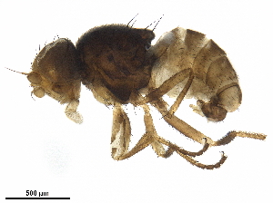  ( - BIOUG42758-A04)  @11 [ ] CreativeCommons - Attribution (2019) CBG Photography Group Centre for Biodiversity Genomics