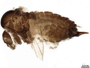  ( - BIOUG42931-B01)  @11 [ ] CreativeCommons - Attribution (2019) CBG Photography Group Centre for Biodiversity Genomics