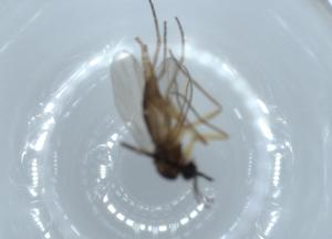  ( - BIOUG54161-E01)  @11 [ ] CreativeCommons - Attribution (2020) Centre for Biodiversity Genomics Centre for Biodiversity Genomics