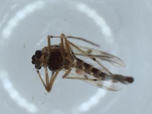  ( - BIOUG55114-D03)  @11 [ ] CreativeCommons - Attribution (2020) Centre for Biodiversity Genomics Centre for Biodiversity Genomics