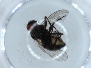  ( - BIOUG55114-G10)  @11 [ ] CreativeCommons - Attribution (2020) Centre for Biodiversity Genomics Centre for Biodiversity Genomics