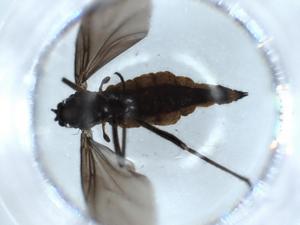  ( - BIOUG55119-G05)  @11 [ ] CreativeCommons - Attribution (2020) Centre for Biodiversity Genomics Centre for Biodiversity Genomics