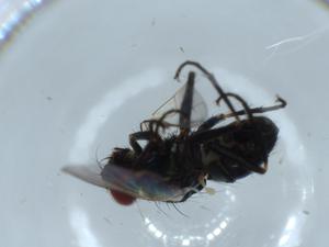  ( - BIOUG55123-B04)  @11 [ ] CreativeCommons - Attribution (2020) Centre for Biodiversity Genomics Centre for Biodiversity Genomics