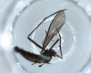  ( - BIOUG55123-C03)  @11 [ ] CreativeCommons - Attribution (2020) Centre for Biodiversity Genomics Centre for Biodiversity Genomics