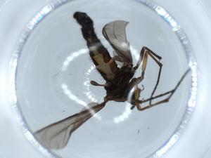  ( - BIOUG55123-E11)  @11 [ ] CreativeCommons - Attribution (2020) Centre for Biodiversity Genomics Centre for Biodiversity Genomics