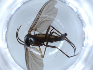  ( - BIOUG55124-F12)  @11 [ ] CreativeCommons - Attribution (2020) Centre for Biodiversity Genomics Centre for Biodiversity Genomics