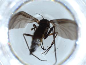  ( - BIOUG55125-B11)  @11 [ ] CreativeCommons - Attribution (2020) Centre for Biodiversity Genomics Centre for Biodiversity Genomics