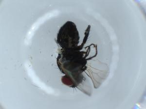  ( - BIOUG55125-H07)  @11 [ ] CreativeCommons - Attribution (2020) Centre for Biodiversity Genomics Centre for Biodiversity Genomics