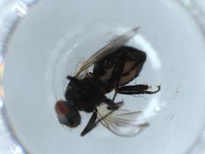  ( - BIOUG55127-A11)  @11 [ ] CreativeCommons - Attribution (2020) Centre for Biodiversity Genomics Centre for Biodiversity Genomics