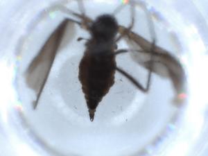  ( - BIOUG55153-D04)  @11 [ ] CreativeCommons - Attribution (2020) Centre for Biodiversity Genomics Centre for Biodiversity Genomics