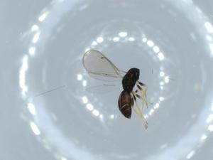  ( - BIOUG55157-B05)  @11 [ ] CreativeCommons - Attribution (2020) Centre for Biodiversity Genomics Centre for Biodiversity Genomics