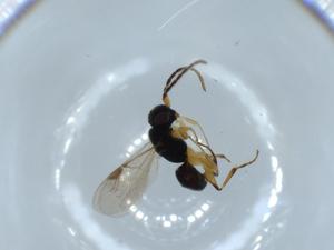  ( - BIOUG55160-C02)  @11 [ ] CreativeCommons - Attribution (2020) Centre for Biodiversity Genomics Centre for Biodiversity Genomics