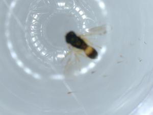  ( - BIOUG55168-A10)  @11 [ ] CreativeCommons - Attribution (2020) Centre for Biodiversity Genomics Centre for Biodiversity Genomics