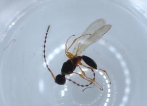  ( - BIOUG55184-H01)  @11 [ ] CreativeCommons - Attribution (2020) Centre for Biodiversity Genomics Centre for Biodiversity Genomics