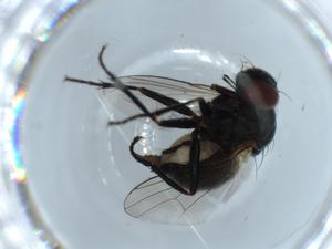  ( - BIOUG55187-A10)  @11 [ ] CreativeCommons - Attribution (2020) Centre for Biodiversity Genomics Centre for Biodiversity Genomics